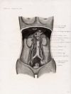 posterior abdominal wall