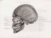 skull saggital section right half