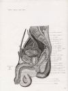 median section male pelvis