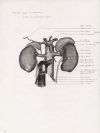 vascular supply and relations. kidney and suprarenal gland