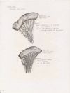 comparison. jejunum and ileum