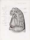 left side mediastinum