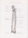 left radius and ulna anterior aspect