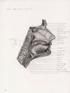 median saggital section face and neck