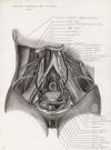 posterior abdominal wall and pelvis