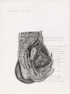 median section female pelvis